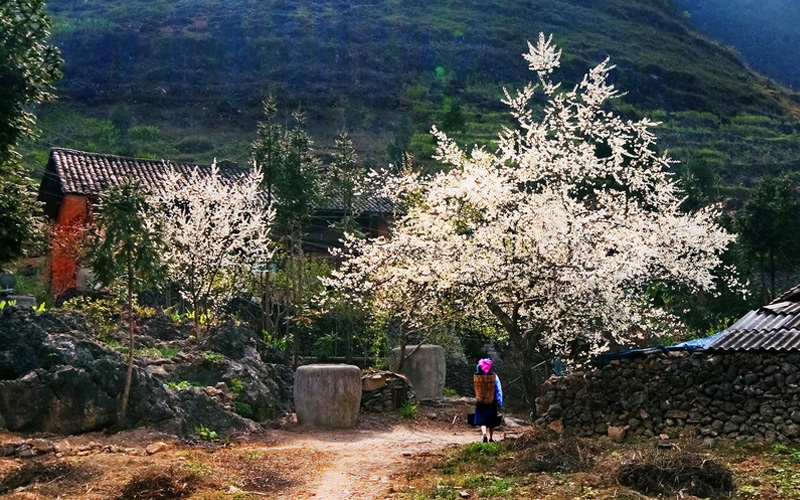 Mùa hoa mận trắng tại Hà Giang