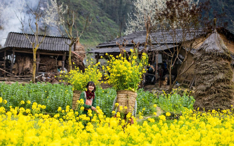 Mùa hoa cải tại Hà Giang