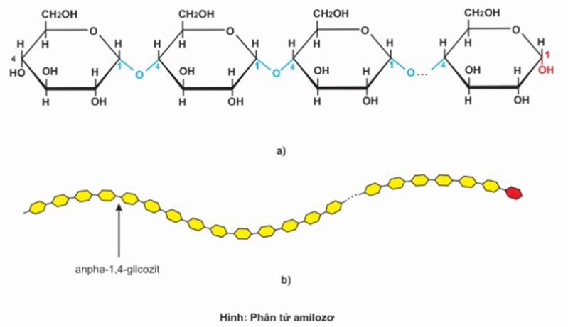 C6H10O5 (Tinh bột) (Tính chất hóa học, vật lí, nhận biết, điều chế, ứng dụng)