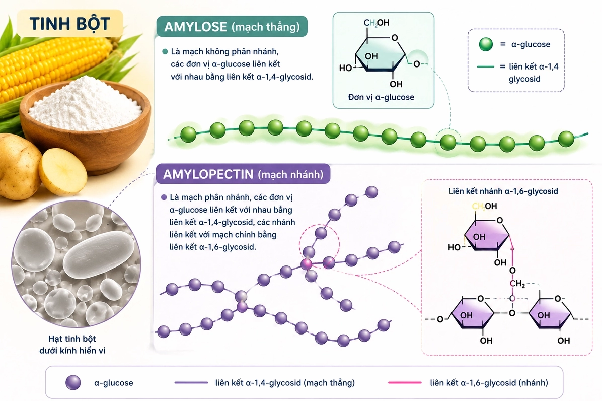 Cấu tạo của tinh bột: Amylose và Amylopectin