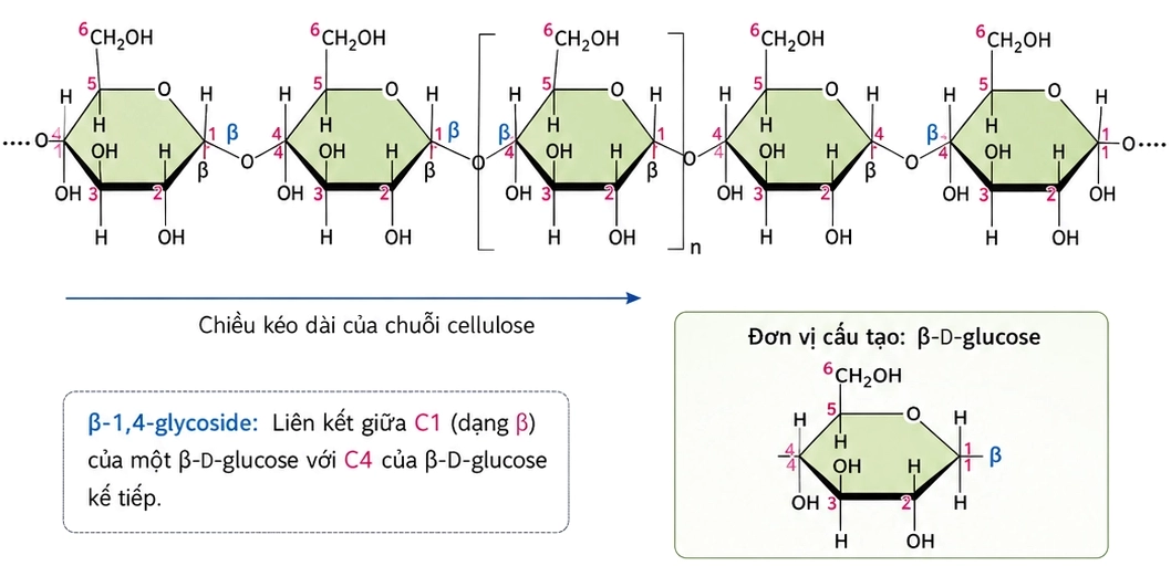Cấu tạo phân tử cellulose từ các đơn vị β-D-glucose