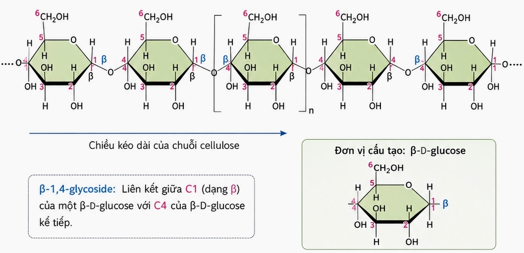 Cấu tạo phân tử cellulose từ các đơn vị β-D-glucose