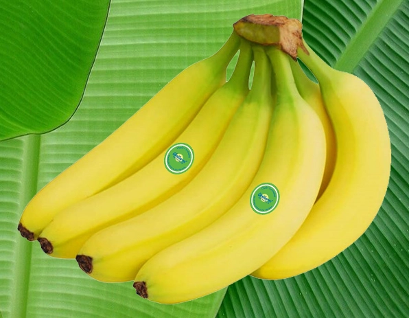Chuối Unifarm: Sản Phẩm Công Nghệ Cao Hàng Đầu Việt Nam