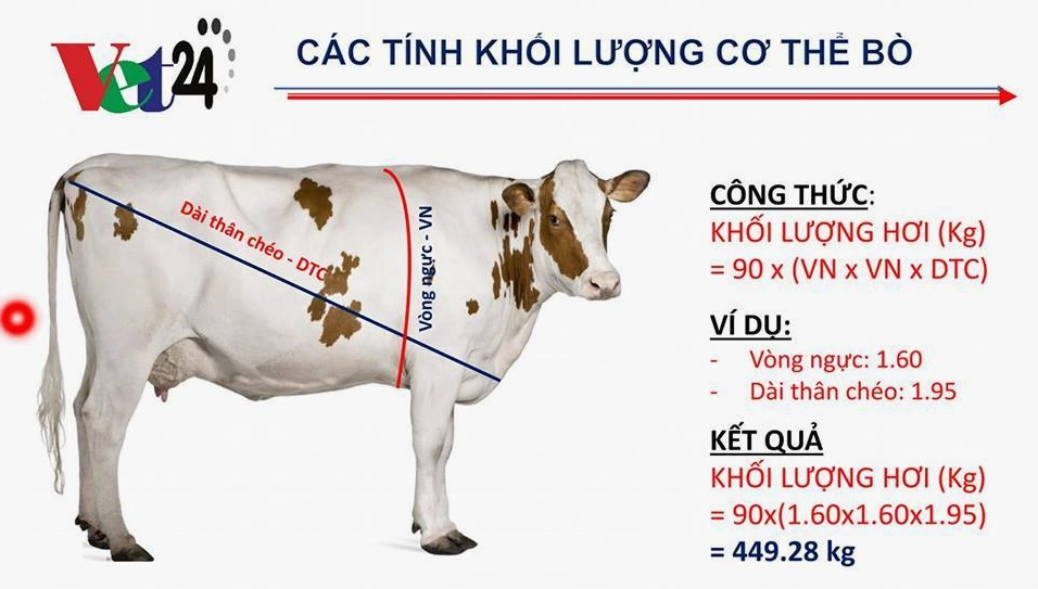 Công Thức Tính Trọng Lượng Bò: Bí Quyết Đơn Giản Cho Người Chăn Nuôi