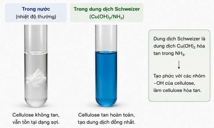 Hình 3.2. Cellulose không tan trong nước nhưng tan trong dung dịch Schweizer
