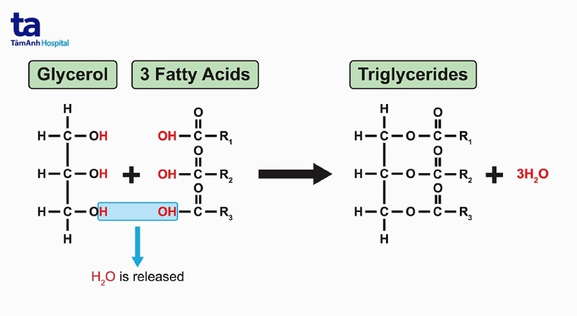 nguyên nhân nào ảnh hưởng đến triglyceride