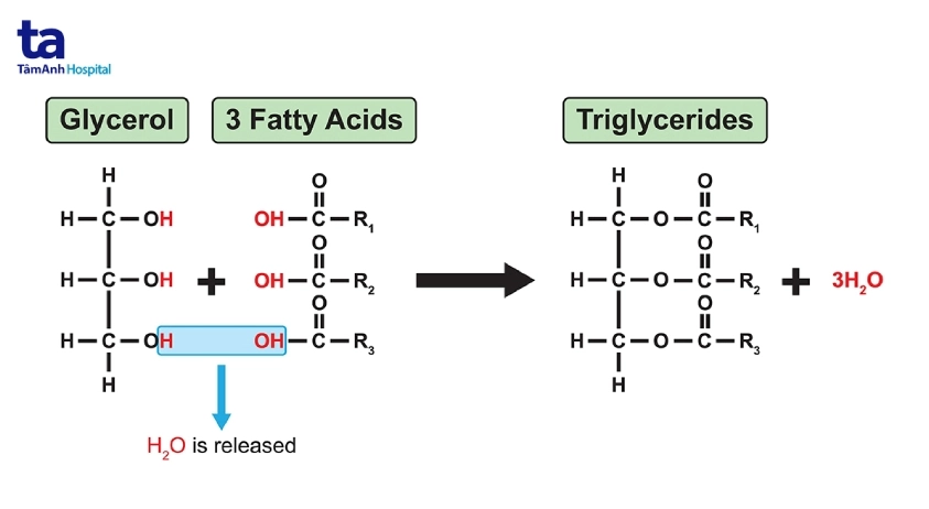 nguyên nhân nào ảnh hưởng đến triglyceride