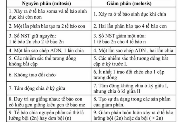 Nguyên Phân và Giảm Phân Giống Nhau Ở Điểm Nào - Khám Phá Những Điểm Tương Đồng
