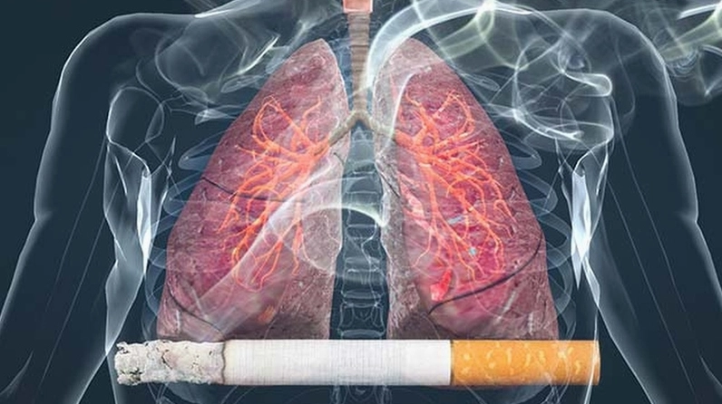 Nicotine trong lá thuốc lá