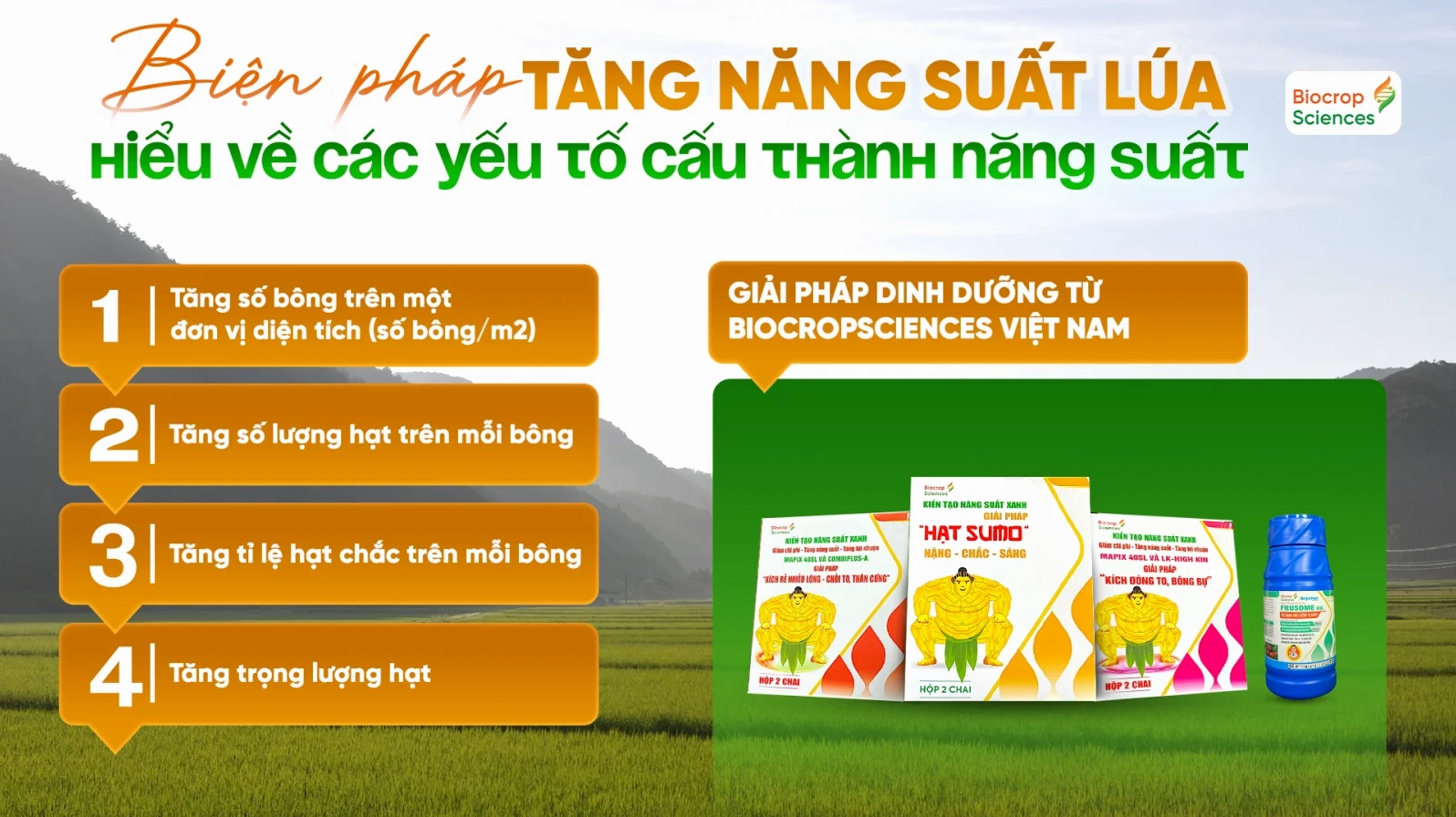 Tăng năng suất lúa với quy trình dinh dưỡng từ BiocropSciences Việt Nam